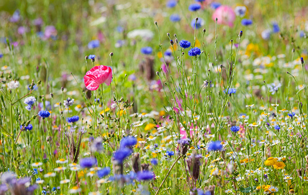 Enjoying a Wildlife-Friendly Garden at Home
